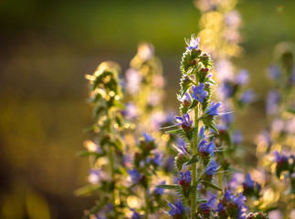 Obraz premium Beautiful blue flowers in the summer park.