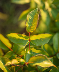 Close-up of green leaves on a rose plant