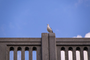 稚内市北防波堤ドーム公園の海鳥