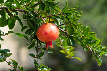 Pomegranate fruit has become in JAPAN.