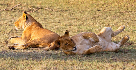 Lion (Panthera leo), two females resting, Maasai Mara, Kenya.