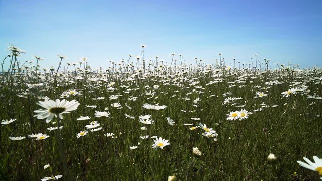 Wild daises in a meadow in the English countryside moving in the wind on a clear blue sky day in summer
