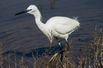 Garceta común (Egretta garzetta). es Cibollar, Albufera de mallorca, Mallorca,Islas Baleares,Spain.