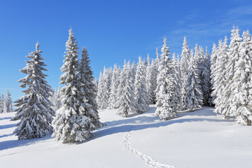 Pine trees in the snowdrifts. Blue sky. On the lawn covered with snow there is a trodden path leading to the forest. Beautiful landscape on the cold winter morning.
