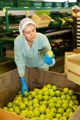 Portrait of focused adult positive woman working on fruit sorting line at warehouse, checking quality of apples in boxes