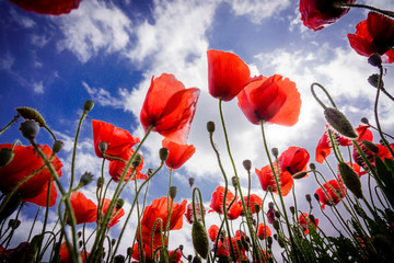 Obraz premium Papaver rhoeas, amapola silvestre, Porreres, Mallorca, islas baleares, Spain