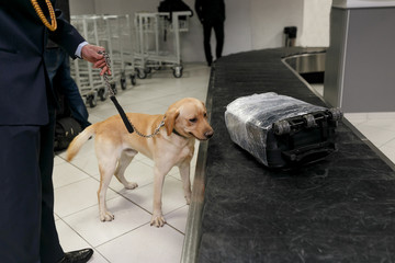 Frame image of a drug detection dog at the airport searching drugs in the luggages.