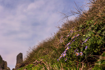 Aster Spathulifolius flower between the rocks at the coast beach.