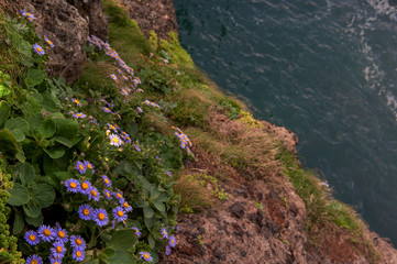 Aster Spathulifolius flower between the rocks at the coast beach.
