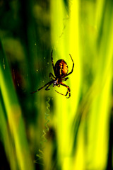 Radnetzspinnen   wespenspinne