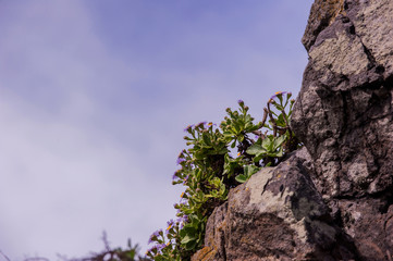Aster Spathulifolius flower between the rocks at the coast beach.