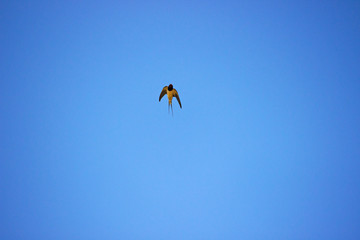 barn swallow flying rapidly in the blue sky. Bright Sunny summer day. Nature. Birds.
