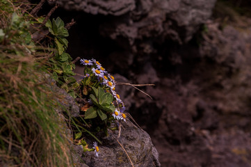 Aster Spathulifolius flower between the rocks at the coast beach.