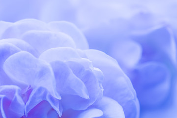 Soft focus, abstract floral background, blue rose flower petals. Macro flowers backdrop for holiday brand design