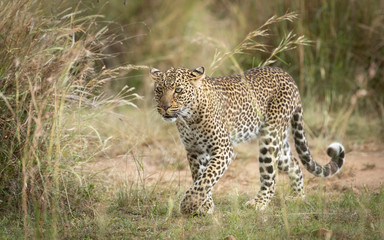 Adult leopard walking amongst tall grass in Masai Mara Kenya