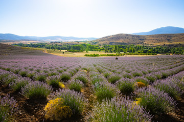 Naklejka na ściany i meble Lavender Field from Turkey