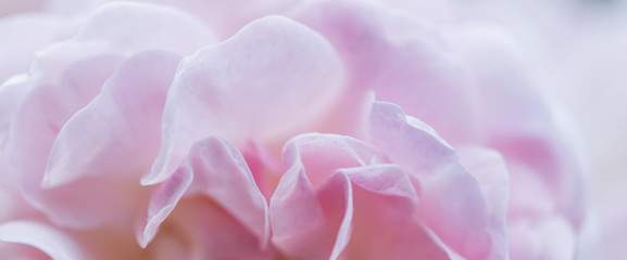 Obraz premium Soft focus, abstract floral background, pink rose flower petals. Macro flowers backdrop for holiday brand design