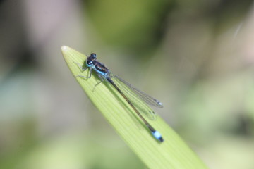 Pechlibelle