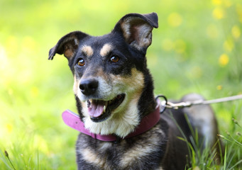 Portrait of black and ginger mongrel dog in a collar with a leash