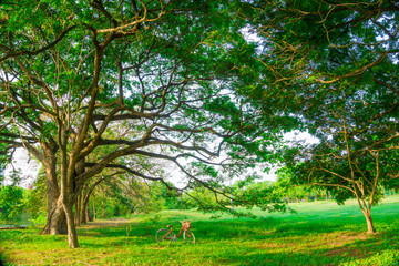 Red bicycle on green meadow grass in fresh summer park