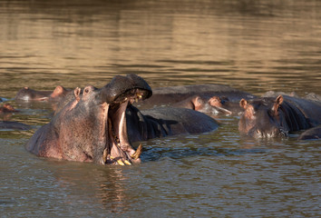 Fototapeta premium Hippo pod resting in water with one hippo yawning in afternoon light in Masai Mara Kenya