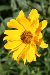 yellow flowers in a summer garden 