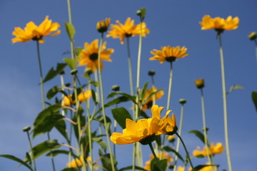 Fototapeta premium yellow flowers in a summer garden 