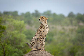 Adult cheetah sitting upright on a termite mound with green bush in background in Kruger Park
