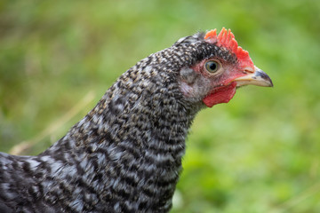 Free range chicken on a traditional poultry farm