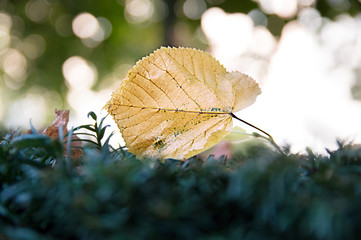 Goldenes Blatt im Herbst auf grünem Untergrund mit Bokeh