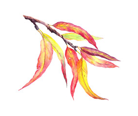 Obraz na płótnie Canvas Red, yellow decorative autumn leaves on branch. Watercolor botanical illustration