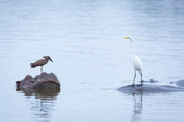 Hippo relaxing in water with hammerkop on its head and cattle egret in Kruger Park South Africa