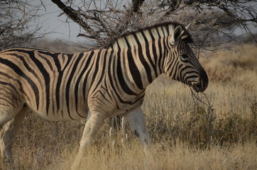 zebra