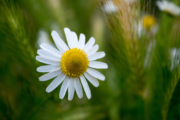 Weiße Blume in Kornfeld mit starkem Bokeh-Effekt