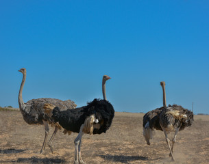 Three restless ostriches running across the field.
