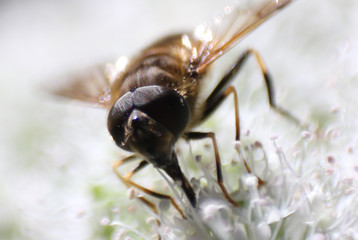 Schwebfliege Facettenaugen
