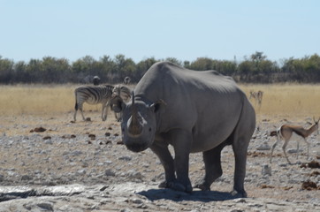 rhino looking at you