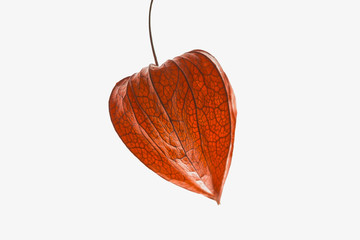Dry physalis fruit with the red husk in the shape of the human heart isolated on white background