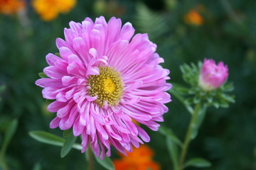 pink flowers in a summer garden