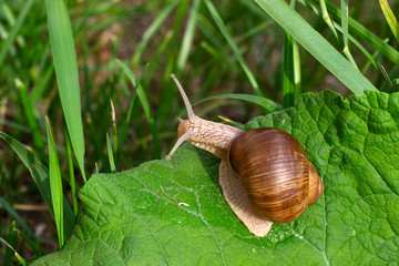 A curious snail stuck out its horns. Background of green grass leaves in sunlight. Summer nature.