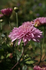 pink flowers in a summer garden