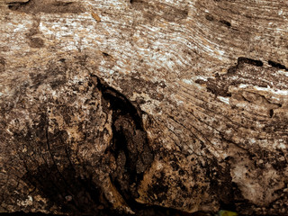 tree bark texture