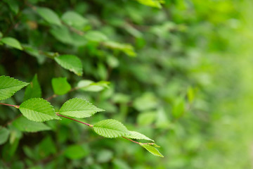 Natural background and texture. Green leaves close up. Summer season