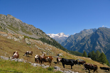 Fototapeta na wymiar cows grazing on the pastures of Gressoney, with Monte Rosa in the background