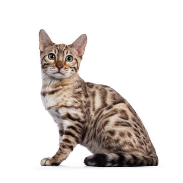 Young snow bengal cat kitten, sitting side ways. Looking at camera with greenish eyes. Isolated on white background.