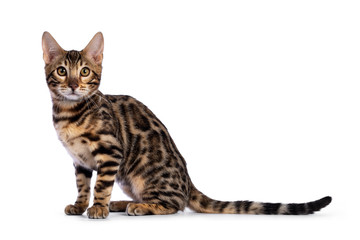 Young  bengal cat kitten, sitting side ways. Looking at camera with greenish eyes. Isolated on white background.