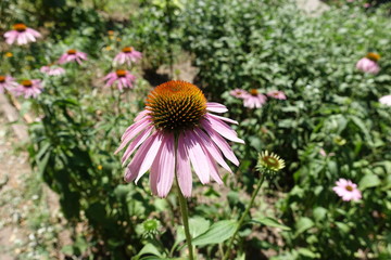 A flower of pink Echinacea purpurea in July