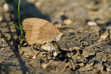 grosses Ochsenauge
