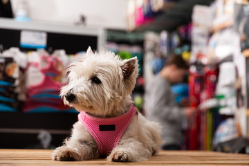 Portrait of West highland terrier dog in a pet store. High quality photo