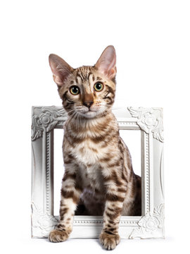 Young snow bengal cat kitten, standing through white photo frame. Looking at camera with greenish eyes. Isolated on white background.